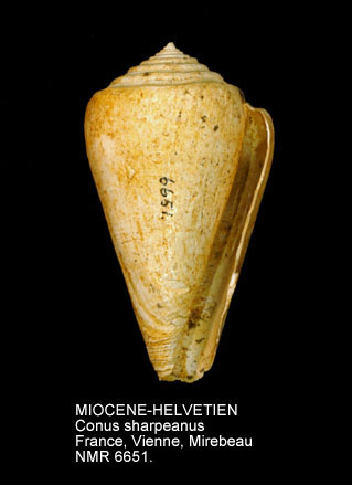 MIOCENE-HELVETIEN Conus sharpeanus.jpg - MIOCENE-HELVETIENConus sharpeanusPereira da Costa,1866